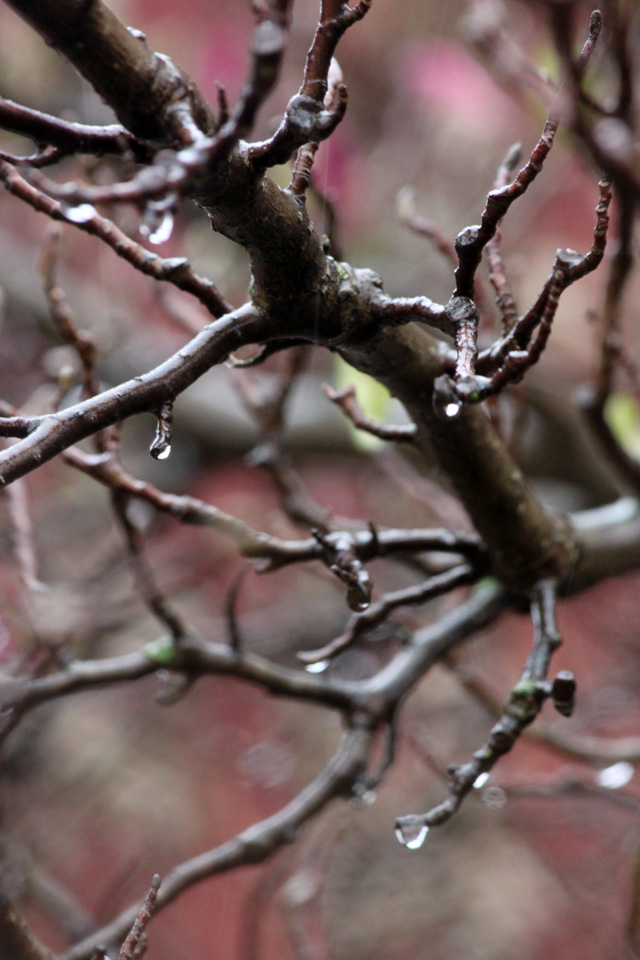 3 april 2015 dance rain 147 magnolia